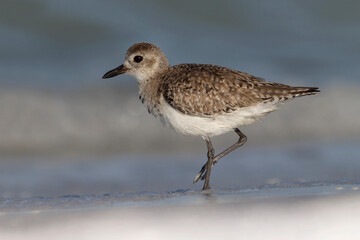 Black bellied Plover