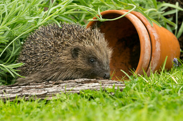 Hedgehog in garden,  wild, free roaming hedgehog, taken from within a wildlife hide to monitor the health and population of this favourite but declining mammal, copy space