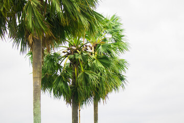 Tal gach. English name: Palmyra-palm, Brab Tree. Habitat :Borassus flabellifer.