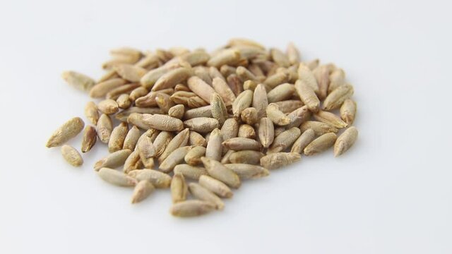 Rotating of rye grains on white background. Side view, close up.