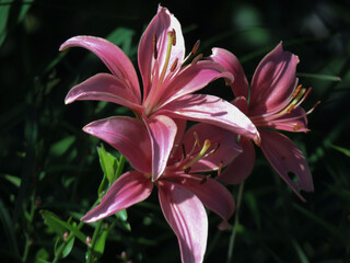 pink lily flower