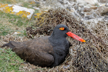 Blackish Oystercatcher incubating on nest