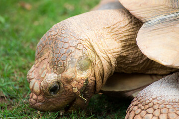 Endangered Galapagos giant tortoise eating grass	