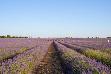 Fototapeta na wymiar Brihuega, Spain – July 25, 2020: lavender fields with local tourists around in guadalajara