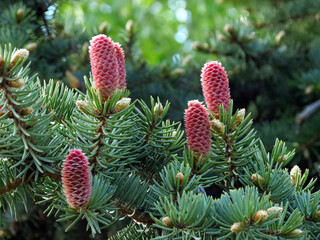 red pine cones