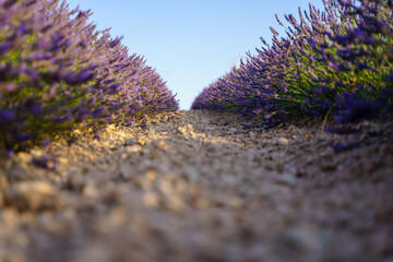 selective focus on a photography of lavender flowers in a field on Brihuega, Spain.
