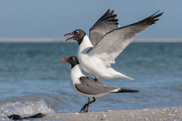 Laughing Gull copulation