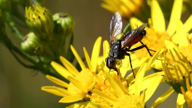 Close Up movie of Parasite Fly on yellow flower. Her Latin name is Eriothrix rufomaculata.