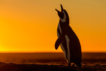 Magellanic Penguin braying at sunset