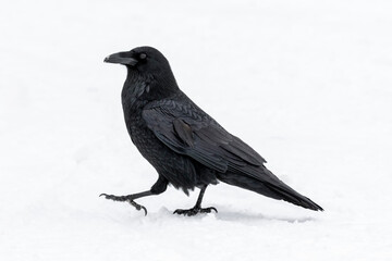 Raven in snow