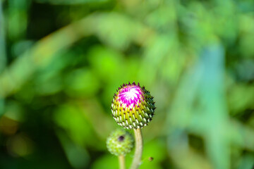 Łąkowy krajobraz w makro