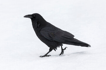 Raven in snow
