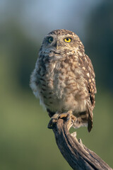 Cute Burrowing owl (Athene cunicularia) sitting on a branch. Blurry green and blue background. Noord Brabant in the Netherlands. 