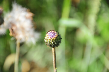 kulka ostu © calibanx