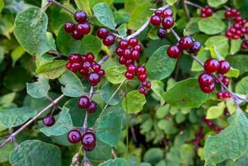 Lonicera xylosteum . ROTE HECKENKIRSCHE . Fly honeysuckle