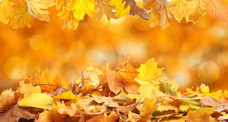 Naklejka na ściany i meble Beautiful autumn leaves outdoors on sunny day, space for text with bokeh effect. Banner design