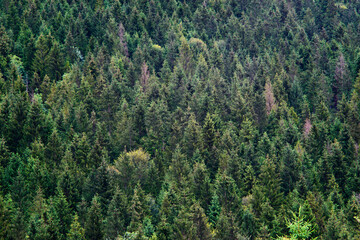 Carpathian mountains