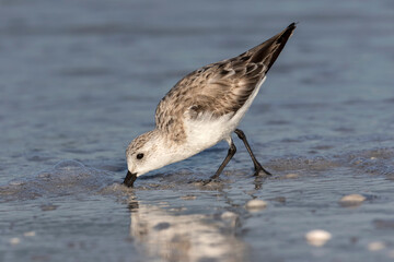 Sanderling feeding along the inter tidal zone