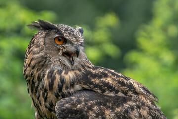 Portrait of a Eurasian Eagle-Owl (Bubo bubo). Noord Brabant in the Netherlands. Green bokeh background.