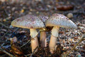 Grupa Muchomorów czerwieniejących © calibanx