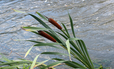 비온뒤 냇가 부들