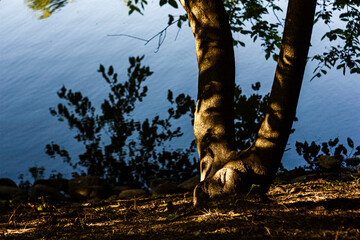 tree in the forest