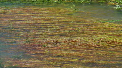 비온뒤 냇가 풀