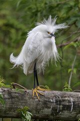 Snowy Egret in breeding plumage