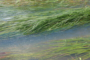 비온뒤 냇가 풀