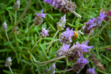 Spring has arrived, bee gathering nectar from an aromatic lavender flower