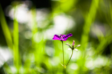 purple flowers on green background