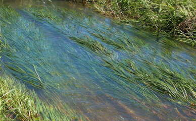비온뒤 냇가 풀