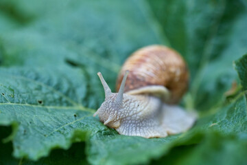 Close up small snail on green leaf in the garden