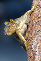 Injured Eastern Fox Squirrel (Sciurus niger)