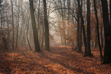 autumn forest and trees with colorful leafs