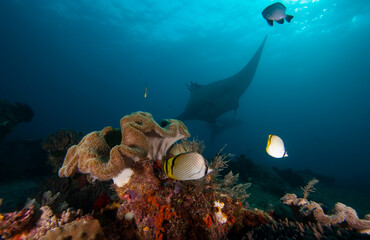 Elegant manta Ray floats under water. Giant ocean Stingray feeds on plankton. Marine life underwater in blue ocean. Observation animal world. Scuba diving adventure in Solomon sea, Papua New Guinea