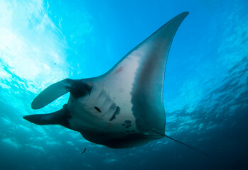 Elegant manta Ray floats under water. Giant ocean Stingray feeds on plankton. Marine life...