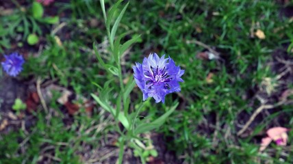 blue flowers in the garden