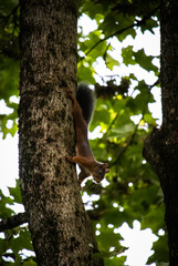 Squirrel