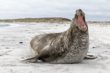 Southern Elephant Seal mature bull aggression