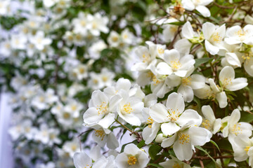 Jasmine spring flowers. Close up of jasmine flowers in a garden