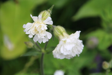Wild Blooms, Pylypow Wetlands, Edmonton, Alberta