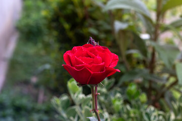 Red Roses in a garden with water drops.