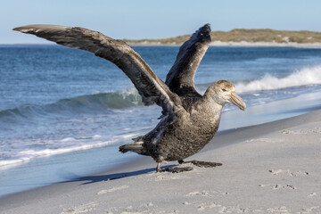Southern Giant Petrel