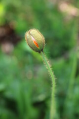 Orange Poppy