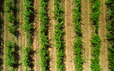 Top down perspective of young orchard in summer sun. Aerial shot of vineyard farm in Zanka by the lake of Balaton, Hungary. Drone close up of rows of growing grape plants.