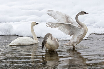 Trumpeter Swan family adult and youngsters