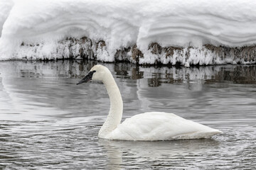 Trumpeter Swan adult