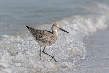 Willet chasing the surf