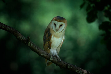 Cute and beautiful Barn owl (Tyto alba) on a branch at dusk. Owl in a dark forest. Green bokeh background.  Noord Brabant in the Netherlands. 